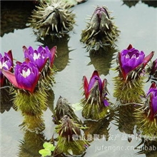 供应观赏荷花种苗景区水体绿化蒲草芦苇香蒲菱角紫花芡实