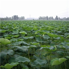 供应优质高产莲藕种苗