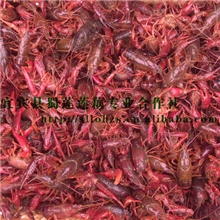优质淡水小龙虾种苗