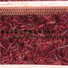 优质小龙虾