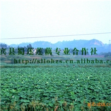 优质莲藕种苗