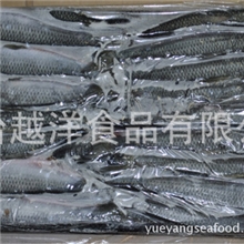 优质俄罗斯鲭鱼