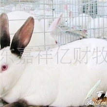 山东济宁肉兔养殖常年供应进口新西兰种兔