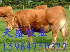 供应山东鲁西黄肉牛(图)