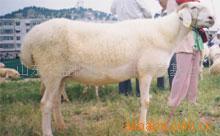 供应小尾寒羊小羊羔怀孕母羊