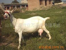 供应奶山羊波尔山羊小尾寒羊