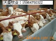 山东天盛牧业供应改良牛羊(图)