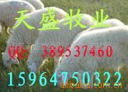 供应纯种波尔山羊-小尾寒羊-种羊养殖-养羊效益(图)