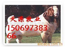 供应小羊羔肉羊波尔山羊奶山羊养殖