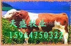供应万头肉牛养殖场-肉牛-肉牛养殖-肉牛价格(图)