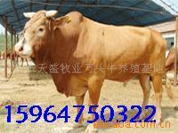 供应肉牛山东鲁西黄牛
