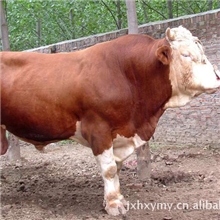 我养牛厂常年供应优质肉牛，西门塔尔肉牛，夏洛菜肉牛肉牛价格