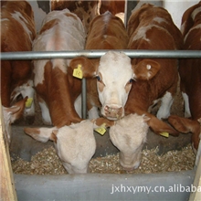 我牛羊养殖厂常年供应优质肉牛，鲁西黄肉牛，牛犊