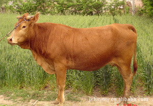 常年大量供应优质鲁西黄肉牛，成年肉牛