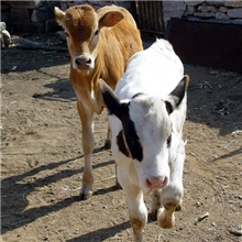 我养牛厂常年供应优质肉牛，西门塔尔肉牛，各种优质肉牛犊