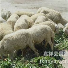 我昊鑫源牛羊养殖场常年大量供应优质国宝小尾寒羊