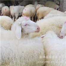 嘉祥县昊鑫源牛羊养殖场常年大量供应优质国宝小尾寒羊