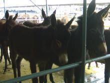 山东昊鑫源牛羊养殖出售优质肉驴、种驴