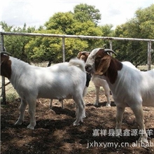 我公司常年供应优质肉牛，鲁西黄肉牛，利木赞牛