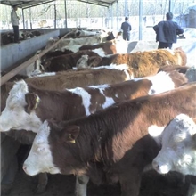 我养牛厂常年供应优质肉牛，西门塔尔肉牛