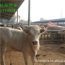 供应优质西门塔尔牛、夏洛莱牛、利木赞牛、鲁西黄牛、欢应选购