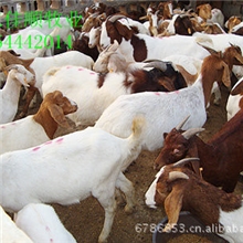 繁育波尔山羊，育肥波尔山羊，繁育波尔山羊