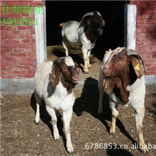 批发供应杂交波尔山羊羊苗种羊