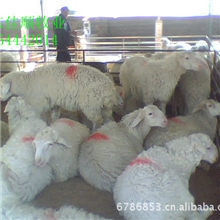 山东佳顺养殖常年提供优质肉羊波尔山羊小尾寒羊