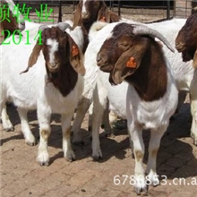 河北适合养殖哪种肉羊,养殖波尔山羊还是小尾寒羊