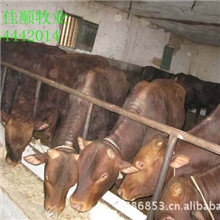 【牛】大量供应利木赞牛牛犊肉牛种牛欢迎选购
