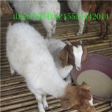 中外改良波尔山羊长得最快的山羊羊羔波尔山羊肉羊