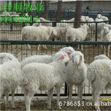 提供小尾寒羊及小尾寒羊价格，小尾寒羊饲养、(图)