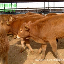 【出售万头改良肉牛】利木赞肉牛夏洛莱牛犊鲁西黄牛肉牛犊