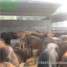 供应优质育肥牛、肉牛、西门塔尔牛、养殖技术（包运费、检疫）