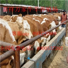 西门塔尔牛哪里便宜万家西门塔尔牛研究协会低价销售西门塔尔牛