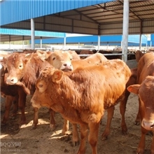 养殖鲁西黄牛肉牛成本低利润高