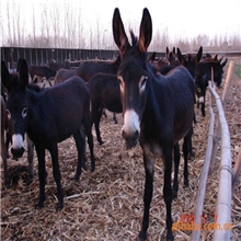 出售肉驴品种改良肉驴苗育肥小肉驴成年驴免费提供养驴技术