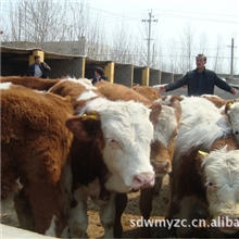 提高养殖肉牛效益养殖肉牛好品种四条经验养肉牛