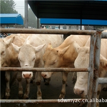 农村创业快致富，养殖肉牛是财路，行动成就梦想，思想决定财富