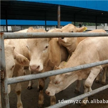 山东文明肉牛种牛、育肥肉牛犊、肉牛养殖育肥技术、牛舍规划建设