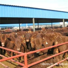 肉牛肉牛养殖基地