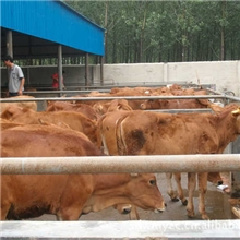 供应优良肉牛品种/纯种肉牛/改良肉牛/杂交肉牛/肉牛犊牛苗