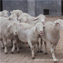 肉羊纯种肉羊波尔山羊种羊苗/纯种肉羊小尾寒羊苗/奶山羊
