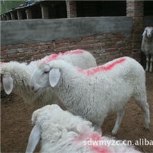 供应种羊育肥羊繁育羊屠宰羊山东文明牧业