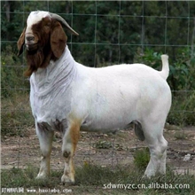 肉羊品种种苗、农村创业致富、养殖肉羊、养羊析效益分与建设