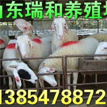 小尾寒羊养殖基地-陕西小尾寒羊养殖