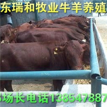 河南牛羊养殖场瑞和牧业养殖基地