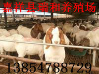 波尔山羊养殖基地,小尾寒羊养殖场