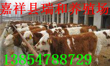 购肉牛免费运输,活动付款,养牛还是老基地