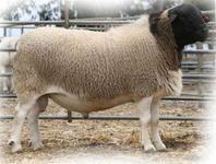 河南河北种羊杜泊绵羊山东纯种杜泊羊杂交基地一只多少钱？.